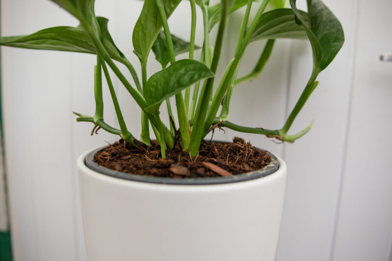 Monstera pinnatipartita