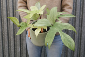 Philodendron Florida Ghost