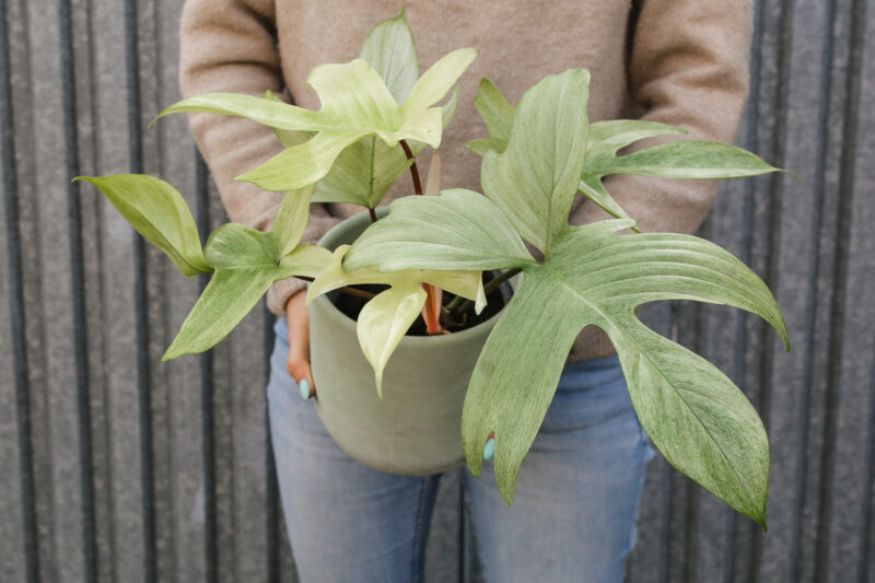 Philodendron Florida Ghost