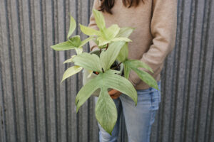 Philodendron Florida Ghost