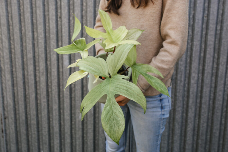 Philodendron Florida Ghost