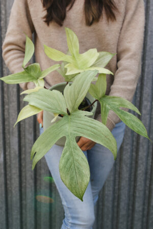Philodendron Florida Ghost