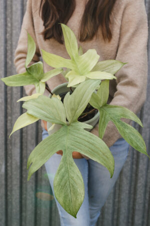 Philodendron Florida Ghost