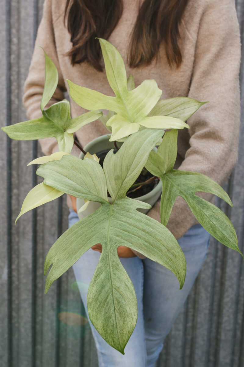 Philodendron Florida Ghost