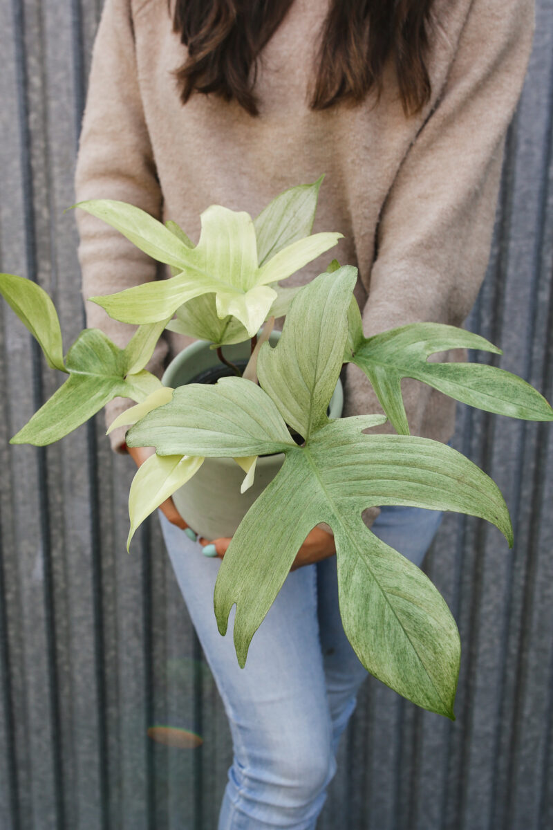 Philodendron Florida Ghost