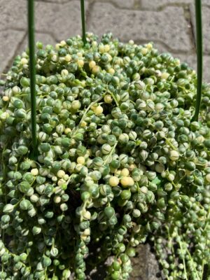 Starzec Rowleya Senecio rowleyanus ‘Variegata’