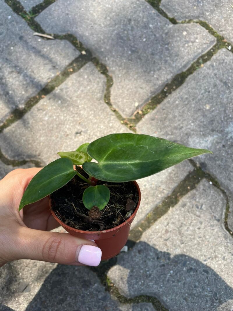 Anthurium Crystallinum