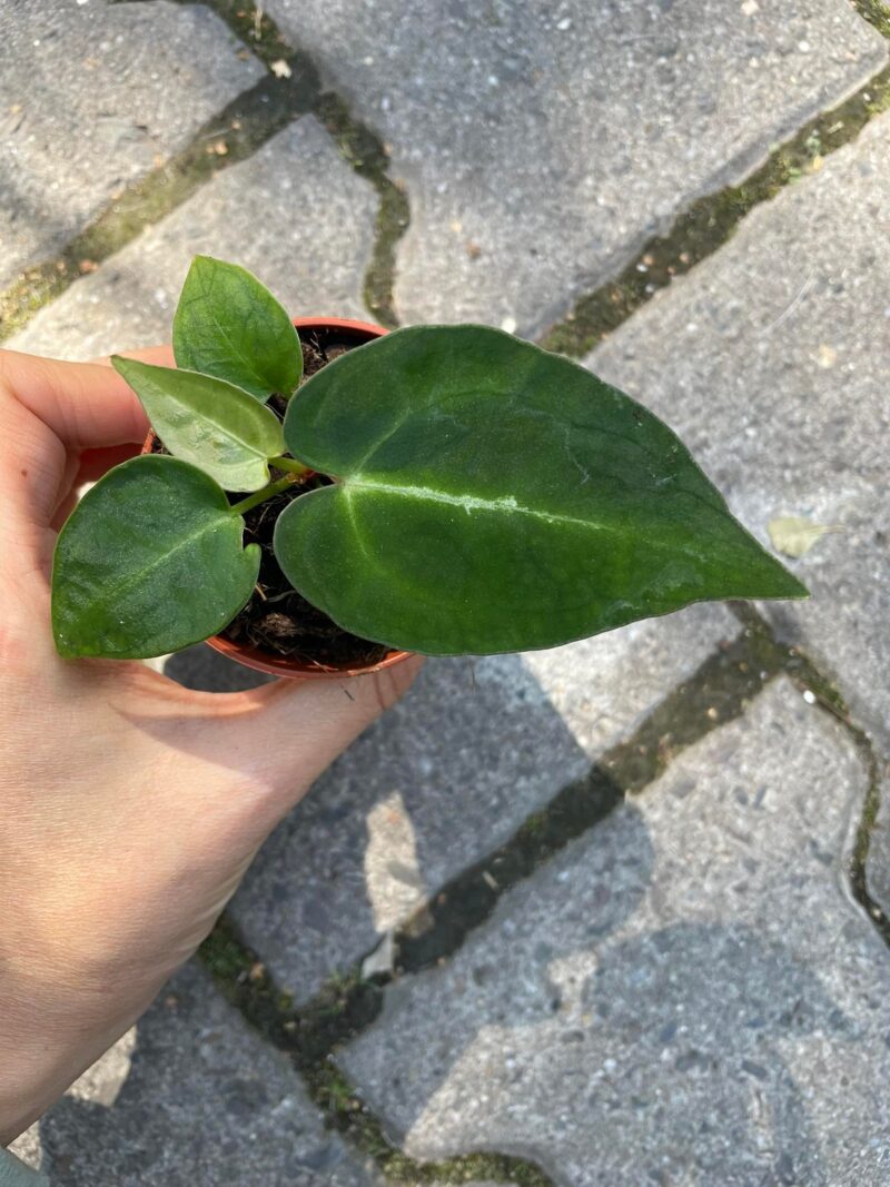 Anthurium Crystallinum