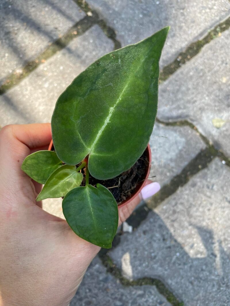 Anthurium Crystallinum