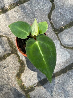 Anthurium Crystallinum