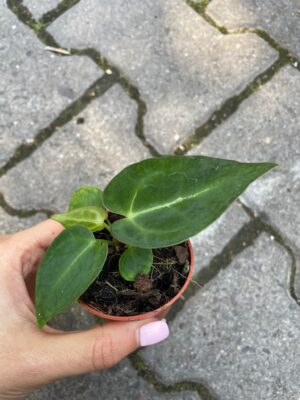 Anthurium Crystallinum