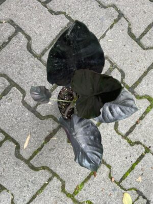 Alocasia Infernalis Black Magic