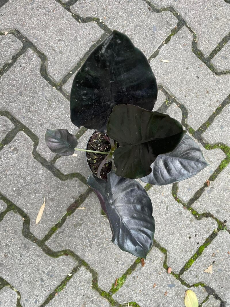 Alocasia Infernalis Black Magic