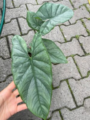 Alocasia Heterophylla Corazon