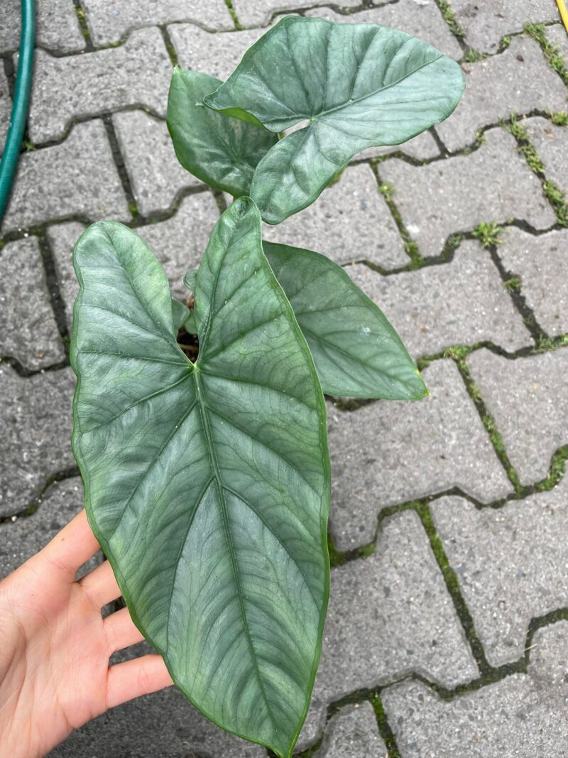 Alocasia Heterophylla Corazon