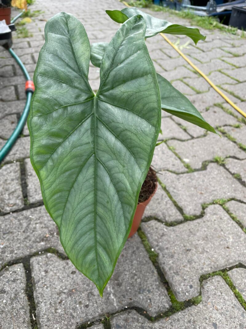 Alocasia Heterophylla Corazon