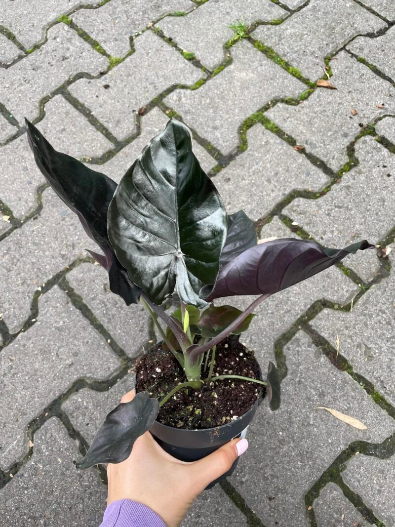Alocasia Infernalis Black Magic