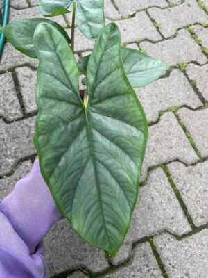 Alocasia Heterophylla Corazon