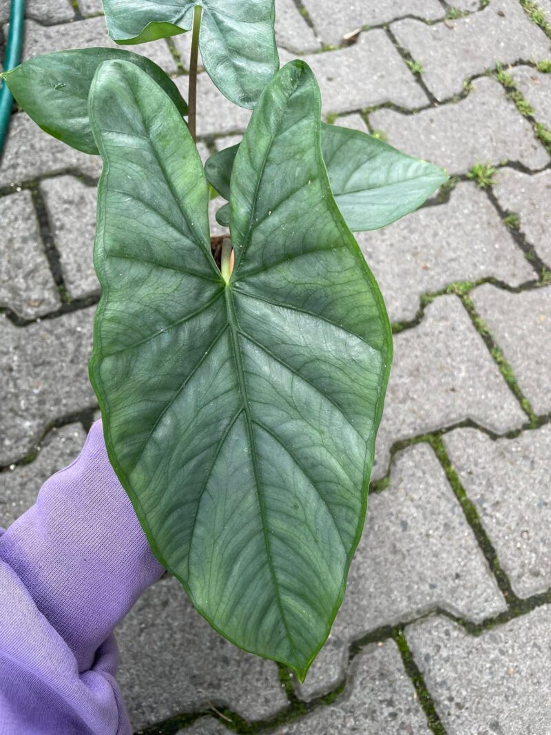 Alocasia Heterophylla Corazon