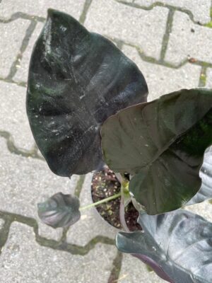 Alocasia Infernalis Black Magic