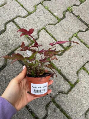 Pteris Albolineata