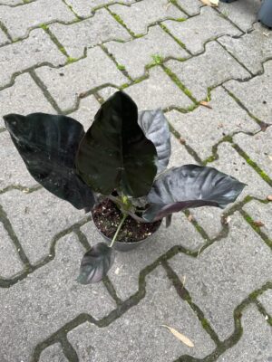 Alocasia Infernalis Black Magic