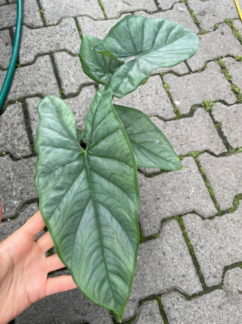 Alocasia Heterophylla Corazon