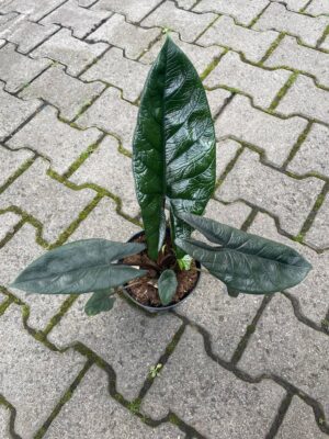 Alocasia Scalprum