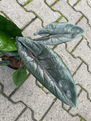 Alocasia Scalprum