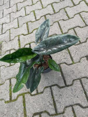 Alocasia Scalprum
