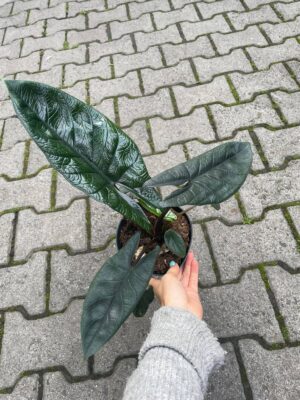 Alocasia Scalprum
