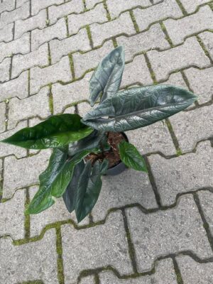 Alocasia Scalprum