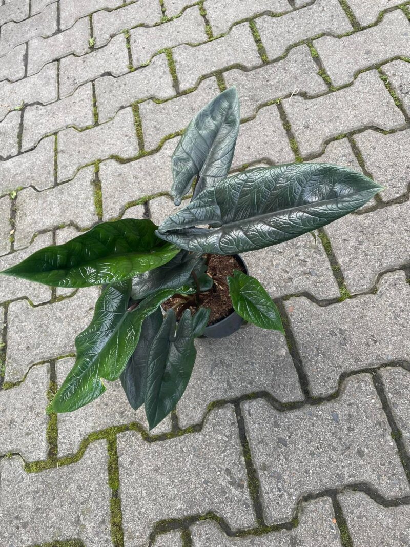 Alocasia Scalprum