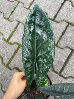 Alocasia Scalprum
