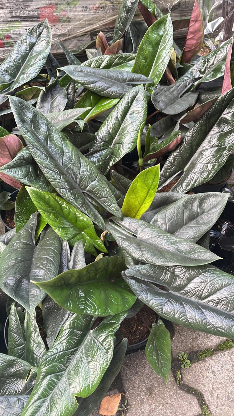Alocasia Scalprum