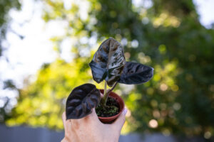 Alocasia Infernalis Black Magic