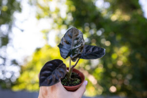 Alocasia Infernalis Black Magic