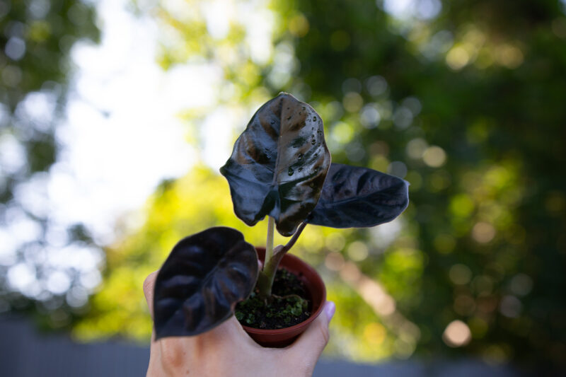 Alocasia Infernalis Black Magic