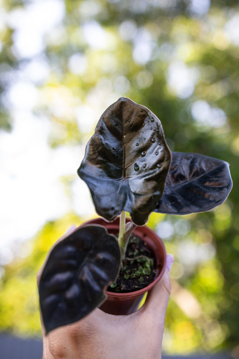 Alocasia Infernalis Black Magic