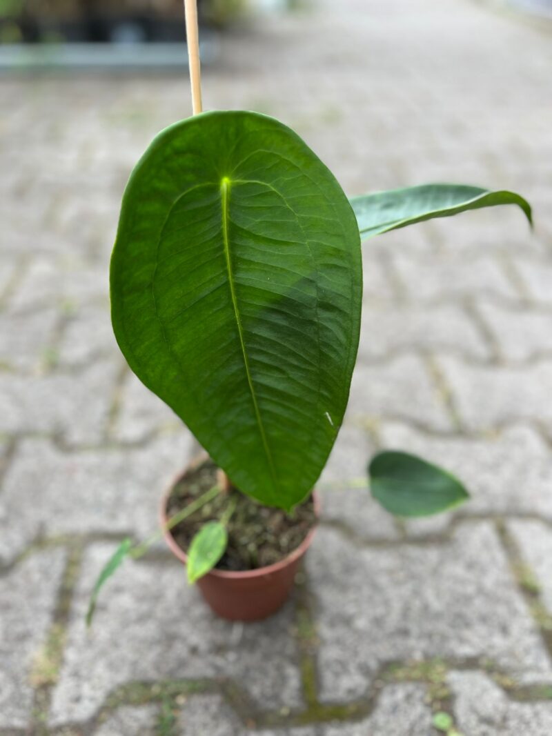 Anthurium Peltigerum