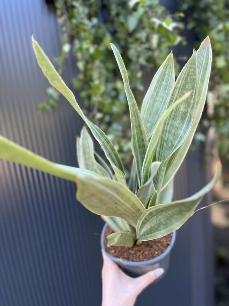 Sansewieria metallica ‘SIAM SILVER’