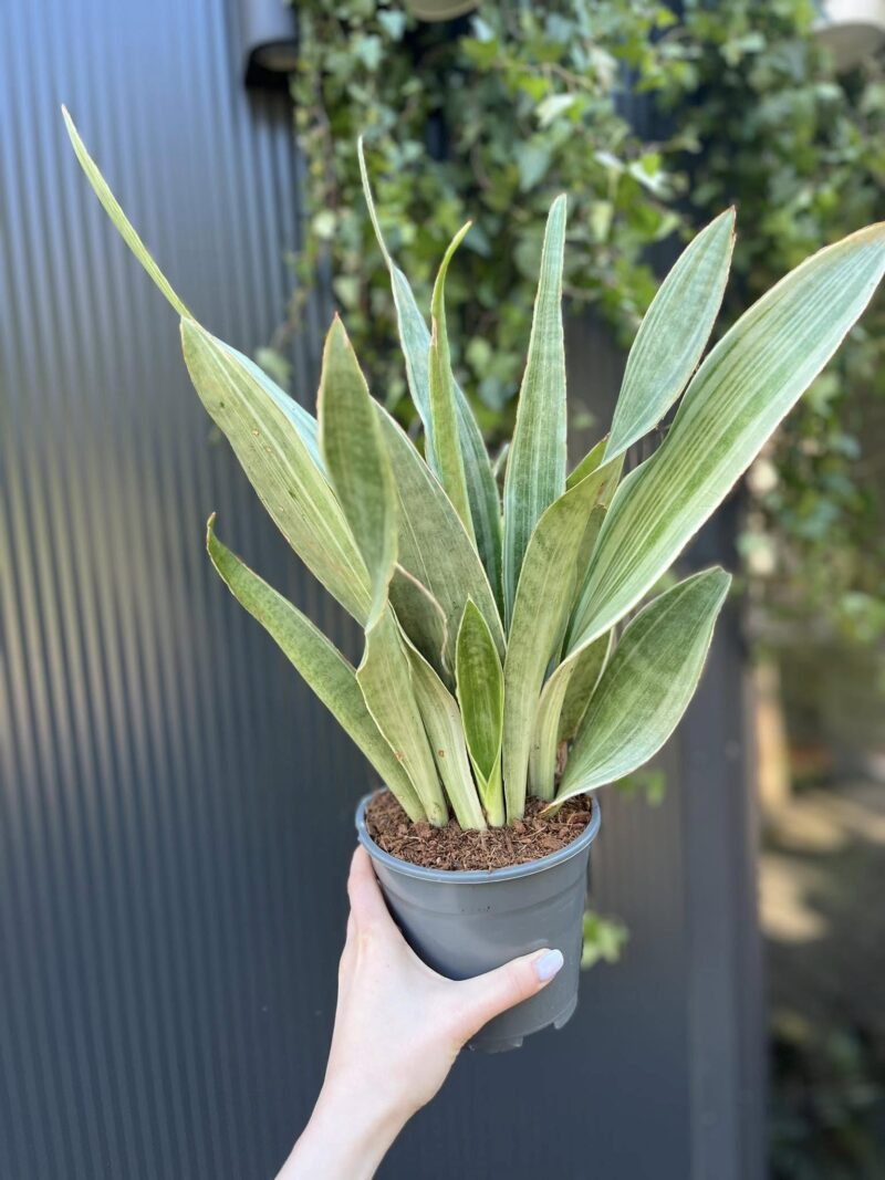 Sansewieria metallica ‘SIAM SILVER’