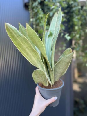 Sansewieria metallica ‘SIAM SILVER’