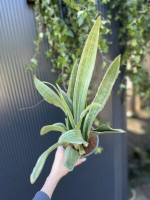 Sansewieria metallica ‘SIAM SILVER’