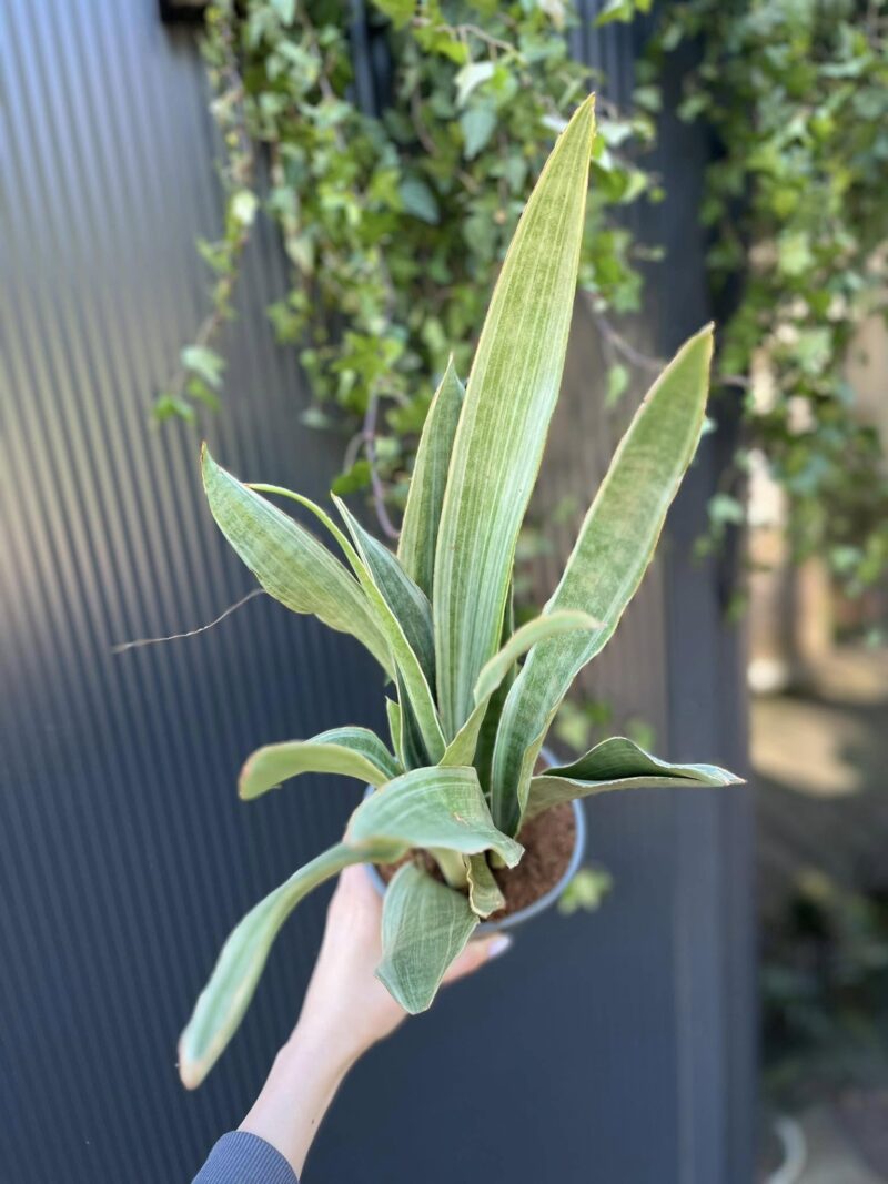 Sansewieria metallica ‘SIAM SILVER’
