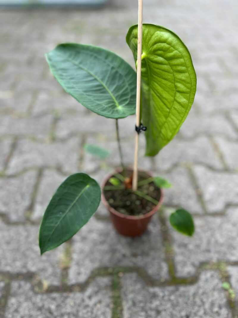 Anthurium Peltigerum