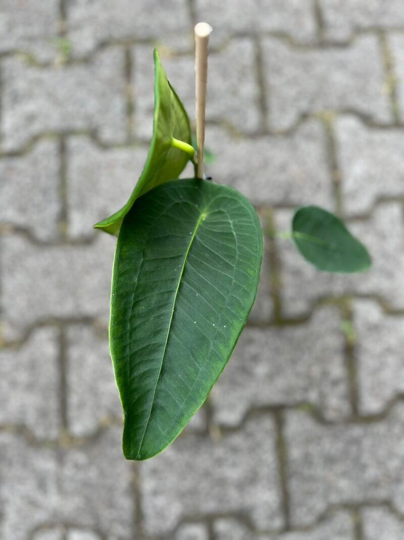 Anthurium Peltigerum
