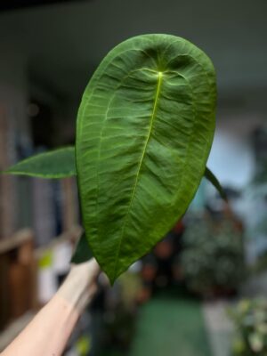 Anthurium Peltigerum