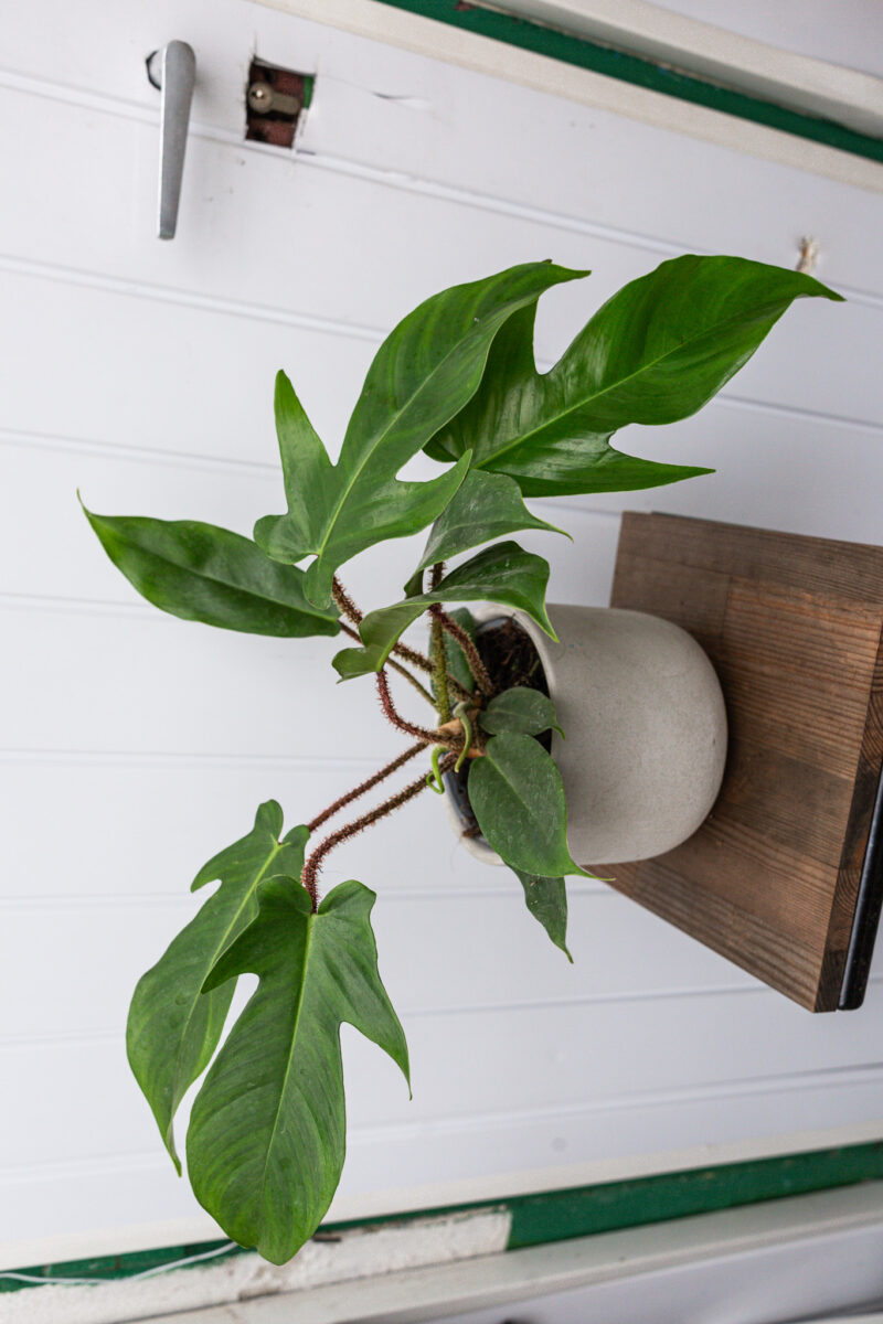 Philodendron Squamiferum