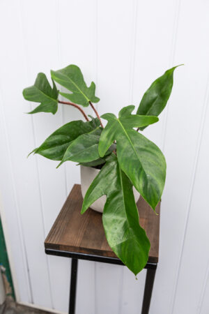 Philodendron Squamiferum